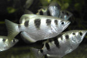 schuetzenfisch Schützenfisch